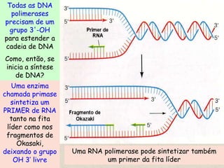 Todas as DNA
  polimerases
precisam de um
  grupo 3'-OH
para estender a
cadeia de DNA
Como, então, se
inicia a síntese
   de DNA?
   Uma enzima
chamada primase
   sintetiza um
PRIMER de RNA
  tanto na fita
 líder como nos
 fragmentos de
     Okasaki,
deixando o grupo   Uma RNA polimerase pode sintetizar também
    OH 3’ livre             um primer da fita líder
 