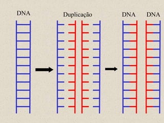 DNA   Duplicação   DNA   DNA
 