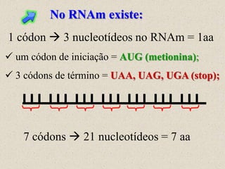 No RNAm existe:
1 códon  3 nucleotídeos no RNAm = 1aa
 um códon de iniciação = AUG (metionina);
 3 códons de término = UAA, UAG, UGA (stop);




    7 códons  21 nucleotídeos = 7 aa
 