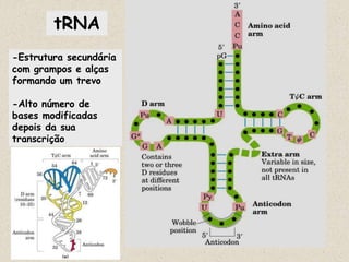 tRNA
-Estrutura secundária
com grampos e alças
formando um trevo

-Alto número de
bases modificadas
depois da sua
transcrição
 
