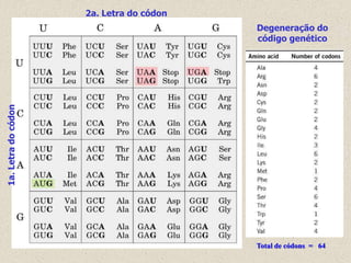 2a. Letra do códon
                                          Degeneração do
                                          código genético
1a. Letra do códon




                                          Total de códons = 64
 