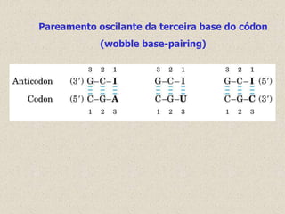 Pareamento oscilante da terceira base do códon
            (wobble base-pairing)
 