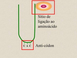 Sítio de
         ligação ao
         aminoácido



U A C   Anti-códon
 