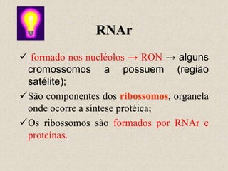 RNAr
 formado nos nucléolos → RON → alguns
 cromossomos a possuem (região
 satélite);
São componentes dos ribossomos, organela
 onde ocorre a síntese protéica;
Os ribossomos são formados por RNAr e
 proteínas.
 