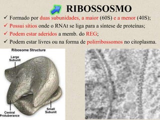 RIBOSSOSMO
 Formado por duas subunidades, a maior (60S) e a menor (40S);
 Possui sítios onde o RNAt se liga para a síntese de proteínas;
 Podem estar aderidos a memb. do REG;
 Podem estar livres ou na forma de polirribossomos no citoplasma.
 