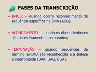 FASES DA TRANSCRIÇÃO
• INÍCIO – quando ocorre reconhecimento de
  sequência específica no DNA (AUG);


• ALONGAMENTO – quando os ribonucleotídeos
  são sucessivamente incorporados;


• TERMINAÇÃO – quando sequências de
  término no DNA são reconhecidas e a síntese
  é interrompida (UAA, UAG, UGA).
 