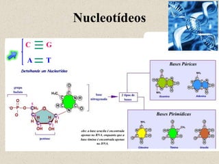 Nucleotídeos
C   G

A   T
 