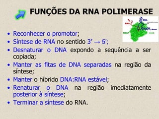 FUNÇÕES DA RNA POLIMERASE

• Reconhecer o promotor;
• Síntese de RNA no sentido 3’ → 5’;
• Desnaturar o DNA expondo a sequência a ser
  copiada;
• Manter as fitas de DNA separadas na região da
  síntese;
• Manter o híbrido DNA:RNA estável;
• Renaturar o DNA na região imediatamente
  posterior à síntese;
• Terminar a síntese do RNA.
 
