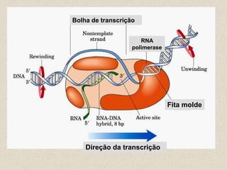 Bolha de transcrição


                      RNA
                   polimerase




                                Fita molde




    Direção da transcrição
 