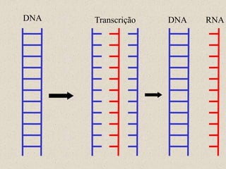 DNA   Transcrição   DNA   RNA
 