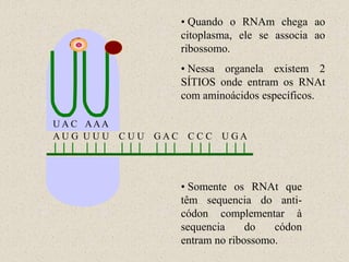 • Quando o RNAm chega ao
                   citoplasma, ele se associa ao
                   ribossomo.
                   • Nessa organela existem 2
                   SÍTIOS onde entram os RNAt
                   com aminoácidos específicos.

U A C AAA
AU G U U U C U U GAC CC C U GA




                   • Somente os RNAt que
                   têm sequencia do anti-
                   códon complementar à
                   sequencia     do   códon
                   entram no ribossomo.
 