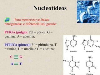 Nucleotídeos
       Para memorizar as bases
nitrogenadas e diferenciá-las, guarde:

PUlGA (pulga): PU = púrica, G =
guanina, A = adenina;

PITUCa (pituca): PI = pirimidina, T
= timina, U = uracila e C = citosina;

    C     G

    A     T
 