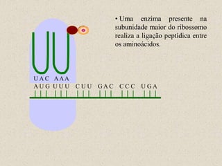• Uma enzima presente na
                   subunidade maior do ribossomo
                   realiza a ligação peptídica entre
                   os aminoácidos.



U A C AAA
AU G U U U C U U GAC CC C U GA
 