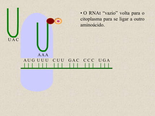 • O RNAt “vazio” volta para o
                         citoplasma para se ligar a outro
                         aminoácido.

UAC


           AAA
      AU G U U U C U U GAC CC C U GA
 