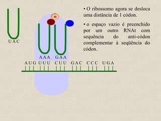 • O ribossomo agora se desloca
                         uma distância de 1 códon.
                         • o espaço vazio é preenchido
                         por um outro RNAt com
                         sequência    do    anti-códon
UAC                      complementar à seqüência do
                         códon.
           AAA G AA
      AU G U U U C U U GAC CC C U GA
 