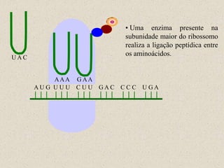 • Uma enzima presente na
                            subunidade maior do ribossomo
                            realiza a ligação peptídica entre
                            os aminoácidos.
UAC


           AAA G AA
      AU G U U U C U U GAC CC C U GA
 