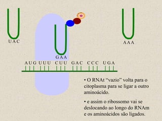 UAC                                         AAA


                 G AA
      AU G U U U C U U GAC CC C U GA


                         • O RNAt “vazio” volta para o
                         citoplasma para se ligar a outro
                         aminoácido.
                         • e assim o ribossomo vai se
                         deslocando ao longo do RNAm
                         e os aminoácidos são ligados.
 