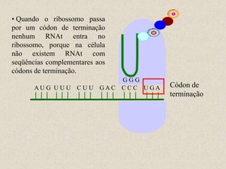• Quando o ribossomo passa
por um códon de terminação
nenhum RNAt entra no
ribossomo, porque na célula
não existem RNAt com
seqüências complementares aos
códons de terminação.
                            GGG
       AU G U U U C U U GAC CC C U GA   Códon de
                                        terminação
 