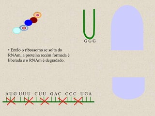 GGG

• Então o ribossomo se solta do
RNAm, a proteína recém formada é
liberada e o RNAm é degradado.




AU G U U U C U U GAC C C C U GA
 