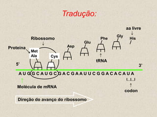 Tradução:
                                                   aa livre
                                             Gly
           Ribossomo                   Phe          His
                                Glu
Proteína                 Asp
           Met
           Ala    Cys
                                      tRNA
   5’                                                      3’
    AU G G CAU G C GAC GAAU U C G GACACAUA


    Molécula de mRNA
                                                   codon

    Direção do avanço do ribossomo
 