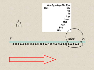 Ala Cys Asp Glu Phe
                   Met               Gly
                                     His
                                      Ile
                                     Lys
                                   Leu
                                  Met
                                Asn
                               Pro
                             Gln


5’                                     STOP   3’
     AUAAAAU UAAU GAAC C CACAAUAAAAA
 