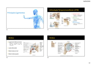 16/03/2020
11
 Ligamento Lateral
 Impede o deslocamento
excessivo da mandíbula
 Ligamento
Estilomandibular
 Limita os movimentos da
mandíbula .
 Ligamento
Esfenomandibular
 Auxilia na resistência da
articulação
 Ligamento Glenoumerais
 Estabiliza a articulação do úmero
para não exceder o limite de
movimento.
 Labio Glenoidal
 Bolsa Subacromial
 Bolsa Subescapular
41 42
43 44
 