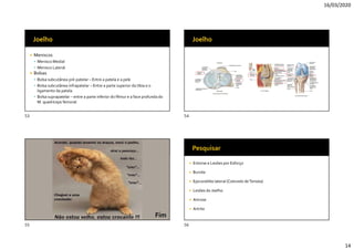 16/03/2020
14
 Meniscos
 Menisco Medial
 Menisco Lateral
 Bolsas
 Bolsa subcutânea pré-patelar – Entre a patela e a pele
 Bolsa subcutânea infrapatelar – Entre a parte superior da tíbia e o
ligamento da patela.
 Bolsa suprapatelar – entre a parte inferior do fêmur e a face profunda do
M. quadríceps femoral.
 Entorse e Lesões por Esforço
 Bursite
 Epicondilite lateral (Cotovelo deTenista)
 Lesões do Joelho
 Artrose
 Artrite
53 54
55 56
 