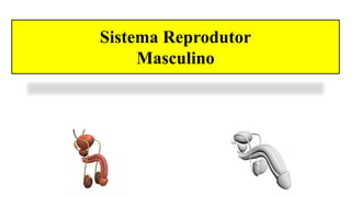 Sistema Reprodutor
Masculino
 