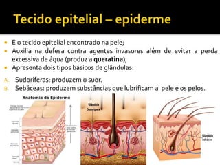  É o tecido epitelial encontrado na pele;
 Auxilia na defesa contra agentes invasores além de evitar a perda
excessiva de água (produz a queratina);
 Apresenta dois tipos básicos de glândulas:
A. Sudoríferas: produzem o suor.
B. Sebáceas: produzem substâncias que lubrificam a pele e os pelos.
 