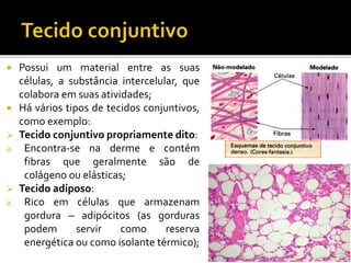  Possui um material entre as suas
células, a substância intercelular, que
colabora em suas atividades;
 Há vários tipos de tecidos conjuntivos,
como exemplo:
 Tecido conjuntivo propriamente dito:
a. Encontra-se na derme e contém
fibras que geralmente são de
colágeno ou elásticas;
 Tecido adiposo:
a. Rico em células que armazenam
gordura – adipócitos (as gorduras
podem servir como reserva
energética ou como isolante térmico);
 