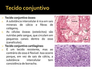  Tecido conjuntivo ósseo:
a. A substância intercelular é rica em sais
minerais de cálcio e fibras de
colágeno;
b. As células ósseas (osteócitos) são
nutridas pelo sangue, que circulam em
pequenos canais dentro do osso
(canalículos).
 Tecido conjuntivo cartilagíneo:
a. É um tecido resistente, mas ao
contrário do osso é flexível. Isso ocorre
porque, em vez de sais de cálcio, a
substância intercelular tem
consistência de borracha.
 