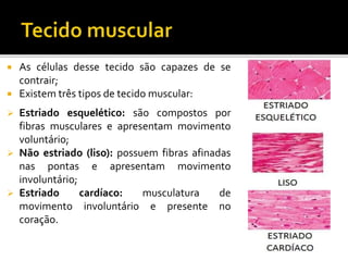  As células desse tecido são capazes de se
contrair;
 Existem três tipos de tecido muscular:
 Estriado esquelético: são compostos por
fibras musculares e apresentam movimento
voluntário;
 Não estriado (liso): possuem fibras afinadas
nas pontas e apresentam movimento
involuntário;
 Estriado cardíaco: musculatura de
movimento involuntário e presente no
coração.
 