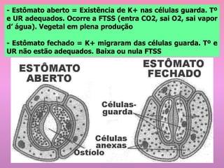 - Estômato aberto = Existência de K+ nas células guarda. Tº
e UR adequados. Ocorre a FTSS (entra CO2, sai O2, sai vapor
d’ água). Vegetal em plena produção
- Estômato fechado = K+ migraram das células guarda. Tº e
UR não estão adequados. Baixa ou nula FTSS
 