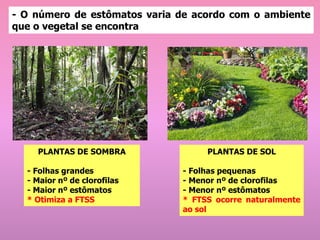 - O número de estômatos varia de acordo com o ambiente
que o vegetal se encontra
PLANTAS DE SOMBRA
- Folhas grandes
- Maior nº de clorofilas
- Maior nº estômatos
* Otimiza a FTSS
PLANTAS DE SOL
- Folhas pequenas
- Menor nº de clorofilas
- Menor nº estômatos
* FTSS ocorre naturalmente
ao sol
 