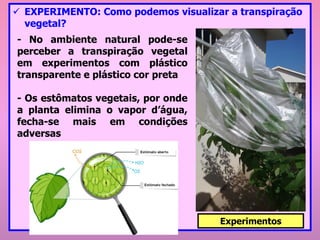 ✓ EXPERIMENTO: Como podemos visualizar a transpiração
vegetal?
- No ambiente natural pode-se
perceber a transpiração vegetal
em experimentos com plástico
transparente e plástico cor preta
- Os estômatos vegetais, por onde
a planta elimina o vapor d’água,
fecha-se mais em condições
adversas
Experimentos
 