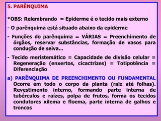 5. PARÊNQUIMA
*OBS: Relembrando = Epiderme é o tecido mais externo
- O parênquima está situado abaixo da epiderme
- Funções do parênquima = VÁRIAS = Preenchimento de
órgãos, reservar substâncias, formação de vasos para
condução de seiva...
- Tecido meristemático = Capacidade de divisão celular =
Regeneração (enxertos, cicactrizes) = Totipotência =
Diferenciação
a) PARÊNQUIMA DE PREENCHIMENTO OU FUNDAMENTAL
Ocorre em todo o corpo da planta (raiz até folhas).
Revestimento interno, formando parte interna de
tubérculos e raízes, polpa de frutos, forma os tecidos
condutores xilema e floema, parte interna de galhos e
troncos
 
