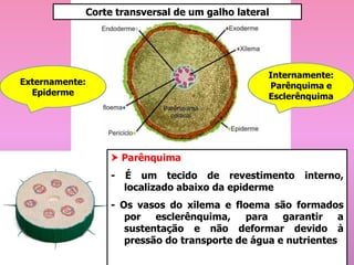 Externamente:
Epiderme
Internamente:
Parênquima e
Esclerênquima
Corte transversal de um galho lateral
 Parênquima
- É um tecido de revestimento interno,
localizado abaixo da epiderme
- Os vasos do xilema e floema são formados
por esclerênquima, para garantir a
sustentação e não deformar devido à
pressão do transporte de água e nutrientes
 