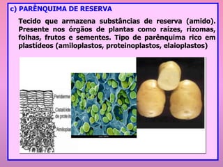 c) PARÊNQUIMA DE RESERVA
Tecido que armazena substâncias de reserva (amido).
Presente nos órgãos de plantas como raízes, rizomas,
folhas, frutos e sementes. Tipo de parênquima rico em
plastídeos (amiloplastos, proteinoplastos, elaioplastos)
 