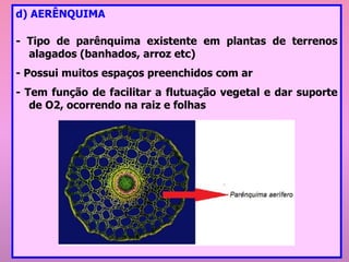 d) AERÊNQUIMA
- Tipo de parênquima existente em plantas de terrenos
alagados (banhados, arroz etc)
- Possui muitos espaços preenchidos com ar
- Tem função de facilitar a flutuação vegetal e dar suporte
de O2, ocorrendo na raiz e folhas
 