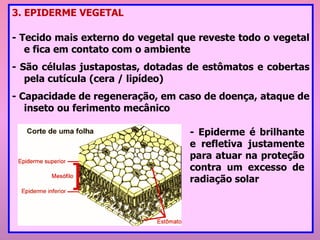 3. EPIDERME VEGETAL
- Tecido mais externo do vegetal que reveste todo o vegetal
e fica em contato com o ambiente
- São células justapostas, dotadas de estômatos e cobertas
pela cutícula (cera / lipídeo)
- Capacidade de regeneração, em caso de doença, ataque de
inseto ou ferimento mecânico
- Epiderme é brilhante
e refletiva justamente
para atuar na proteção
contra um excesso de
radiação solar
 