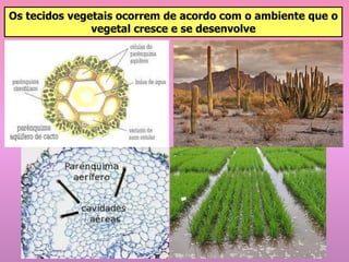 Os tecidos vegetais ocorrem de acordo com o ambiente que o
vegetal cresce e se desenvolve
 