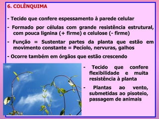 6. COLÊNQUIMA
- Tecido que confere espessamento à parede celular
- Formado por células com grande resistência estrutural,
com pouca lignina (+ firme) e celulose (- firme)
- Função = Sustentar partes da planta que estão em
movimento constante = Pecíolo, nervuras, galhos
- Ocorre também em órgãos que estão crescendo
- Tecido que confere
flexibilidade e muita
resistência à planta
- Plantas ao vento,
submetidas ao pisoteio,
passagem de animais
 