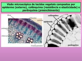 Visão microscópica de tecidos vegetais compostos por
epiderme (externa), colênquima (resistência e elasticidade) e
parênquima (preenchimento)
 