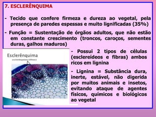 7. ESCLERÊNQUIMA
- Tecido que confere firmeza e dureza ao vegetal, pela
presença de paredes espessas e muito lignificadas (35%)
- Função = Sustentação de órgãos adultos, que não estão
em constante crescimento (troncos, caroços, sementes
duras, galhos maduros)
- Possui 2 tipos de células
(esclereídeos e fibras) ambos
ricos em lignina
- Lignina = Substância dura,
inerte, estável, não digerida
por muitos animais e insetos,
evitando ataque de agentes
físicos, químicos e biológicos
ao vegetal
 