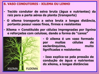 8. VASO CONDUTORES - XILEMA OU LENHO
- Tecido condutor de seiva bruta (água e nutrientes) da
raiz para a parte aérea da planta (transporte)
- O xilema transporta a seiva bruta a longas distância,
portanto possui vasos finos, firmes e resistentes
- Xilema = Constituído por células impregnadas por lignina
e reforçadas com celulose, dando a forma de “canos”
- O xilema é um vaso formado
por muitas células de
esclerênquima, muito
lignificadas e resistentes
- Isso explica-se pela pressão de
condução de água e nutrientes
do xilema, a longas distâncias
 