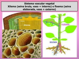Sistema vascular vegetal
Xilema (seiva bruta, vaso + interno) e floema (seiva
elaborada, vaso + externo)
 