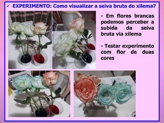 ✓ EXPERIMENTO: Como visualizar a seiva bruta do xilema?
- Em flores brancas
podemos perceber a
subida da seiva
bruta via xilema
- Testar experimento
com flor de duas
cores
 
