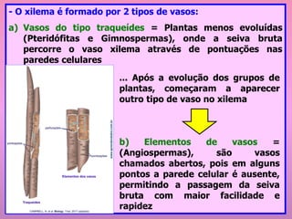 - O xilema é formado por 2 tipos de vasos:
a) Vasos do tipo traqueídes = Plantas menos evoluídas
(Pteridófitas e Gimnospermas), onde a seiva bruta
percorre o vaso xilema através de pontuações nas
paredes celulares
... Após a evolução dos grupos de
plantas, começaram a aparecer
outro tipo de vaso no xilema
b) Elementos de vasos =
(Angiospermas), são vasos
chamados abertos, pois em alguns
pontos a parede celular é ausente,
permitindo a passagem da seiva
bruta com maior facilidade e
rapidez
 