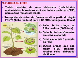 9. FLOEMA OU LÍBER
- Tecido condutor de seiva elaborada (carboidratos,
aminoácidos, hormônios etc) das folhas maduras (FTSS)
para outras regiões da planta
- Transporte da seiva via floema se dá a partir do órgão
FONTE (folha madura) para o DRENO (folha jovem, flores)
a) Seiva bruta chega na
folha madura (60% tam)
b) Seiva bruta transforma-se
em seiva elaborada
c) Seiva elaborada é produto
da FTSS
d) Outros órgãos que não
fazem FTSS precisam
receber seiva elaborada
via floema
 