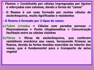 - Floema = Constituído por células impregnadas por lignina
e reforçadas com celulose, dando a forma de “canos”
- O floema é um vaso formado por muitas células de
esclerênquima, muito lignificadas e resistentes
- O floema é formado por 2 tipos de vasos:
a) Tubos crivados = Células com paredes porosas =
Plasmodesmas = Ponte citoplasmática = Comunicação
facilitada entre as células vizinhas
b)Fibras = fibras de esclerênquima, que conferem
resistência mecânica aos vasos, fornecendo firmeza ao
floema, devido às fortes tensões exercidas no interior dos
vasos, que é fundamental para o transporte de seiva
vegetal
 